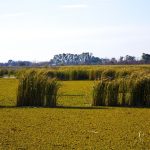 L’herbe de la Pampa,une plante invasive